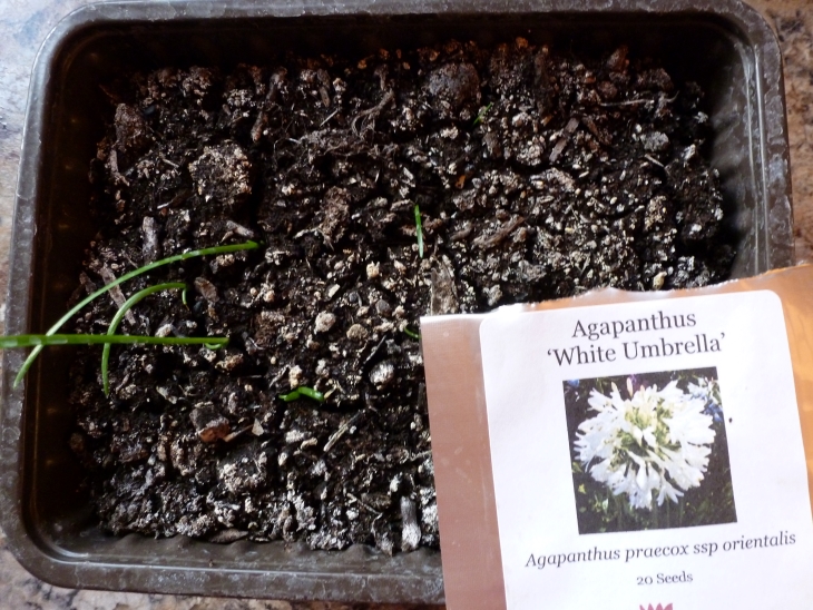 Agapanthus seedlings